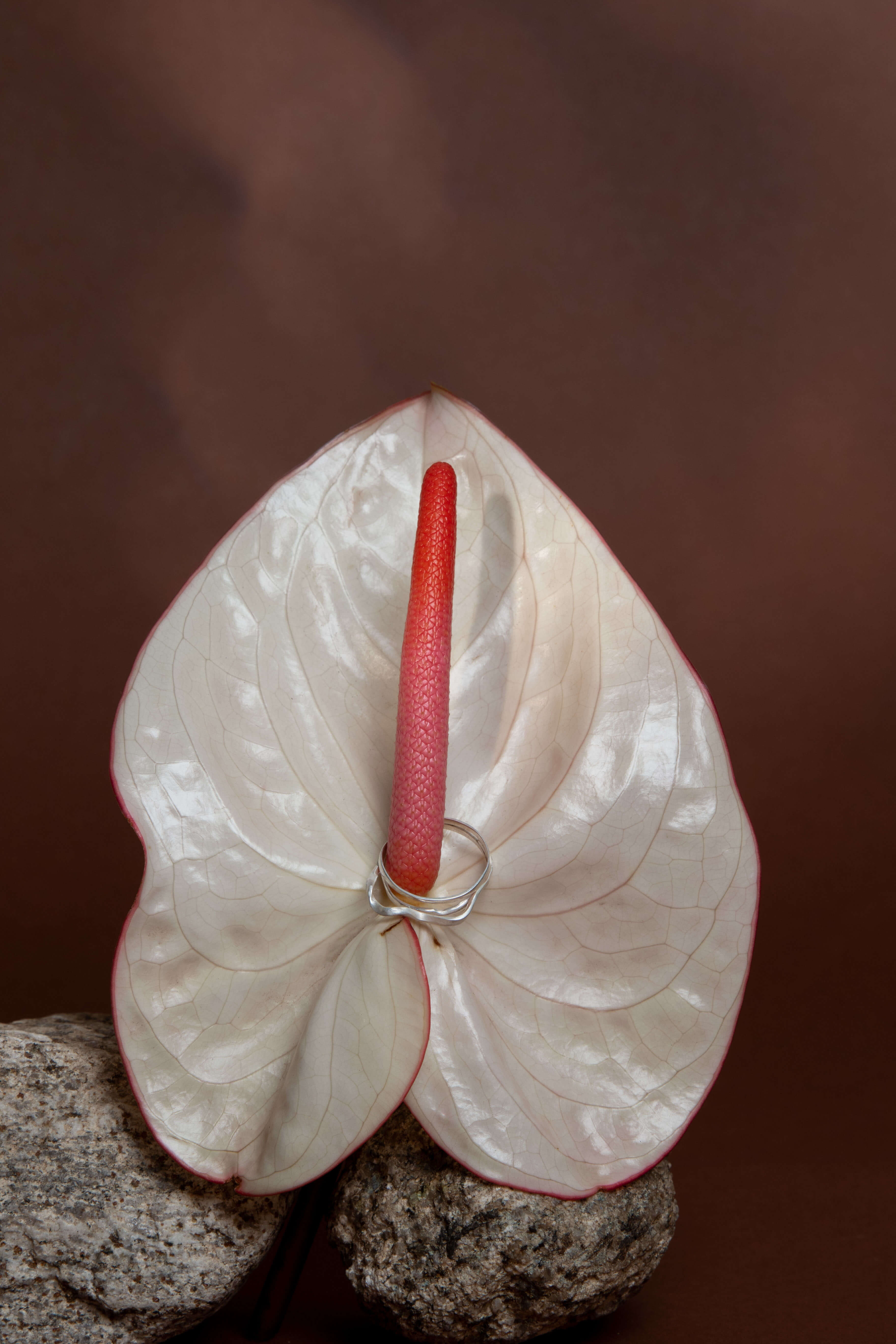 Anel sobre antúrio branco e pedra